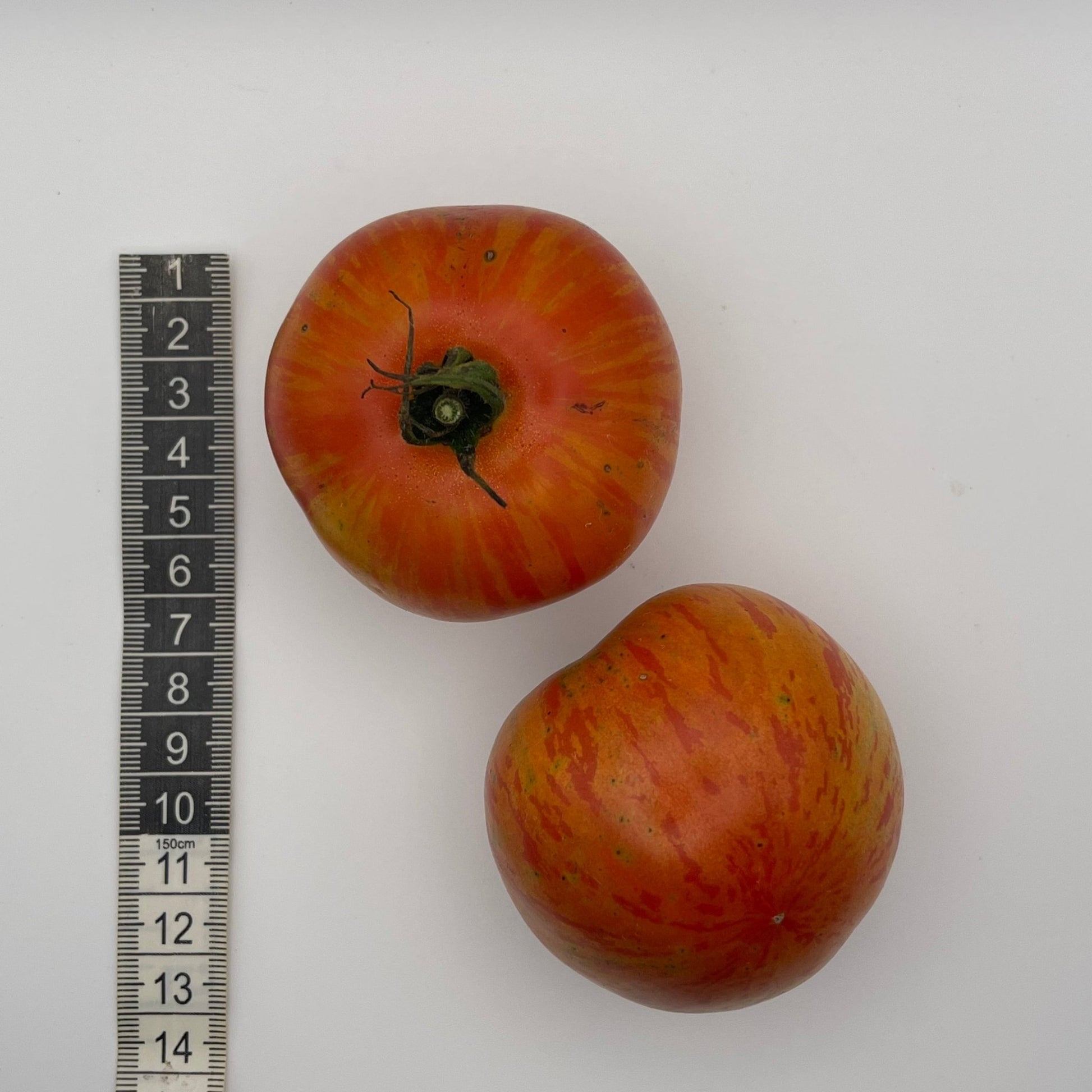 Red Zebra Tomato - Greta's Family Gardens