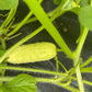 Salt and Pepper Cucumber - Greta's Family Gardens