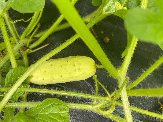 Salt and Pepper Cucumber - Greta's Family Gardens