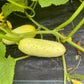 Salt and Pepper Cucumber - Greta's Family Gardens