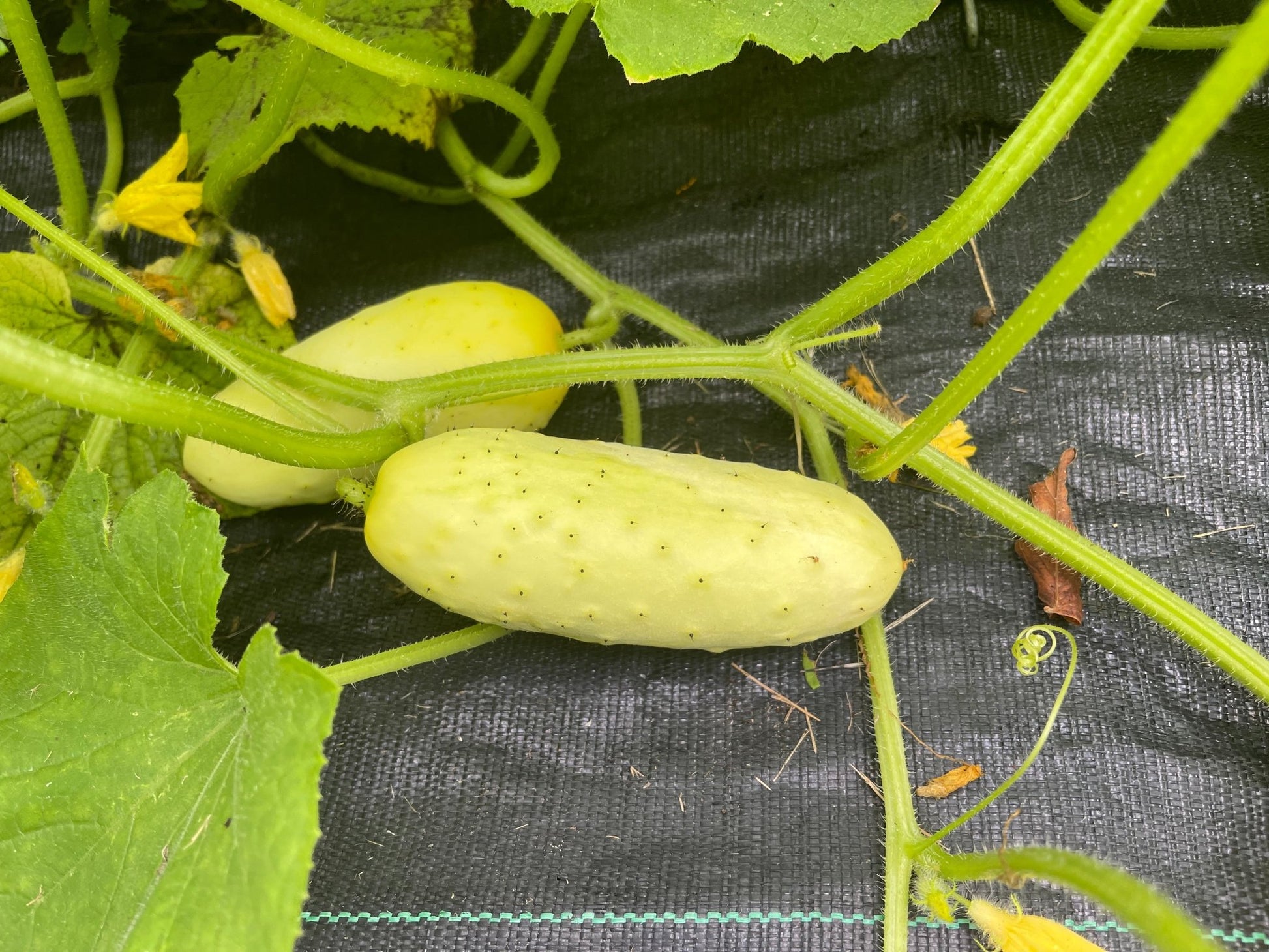 Salt and Pepper Cucumber - Greta's Family Gardens