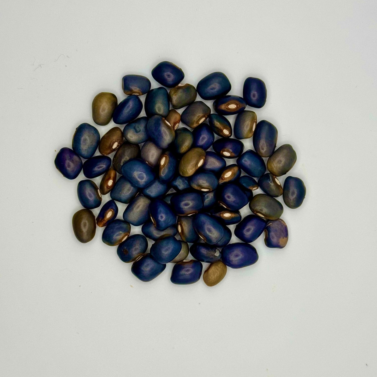 San Bernardo Blue Bean - Greta's Family Gardens