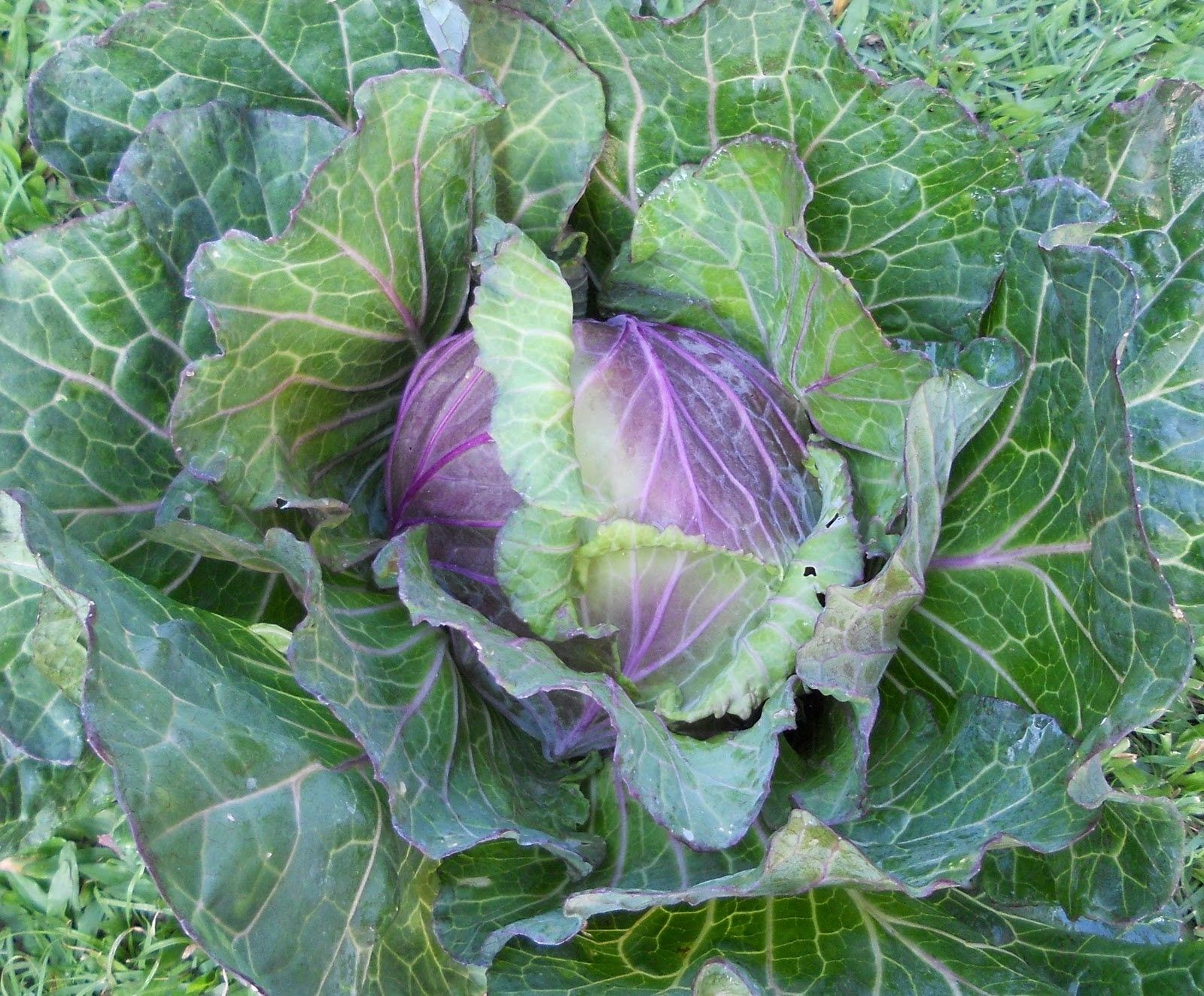 Savoy Cabbage di Verona - Greta's Family Gardens