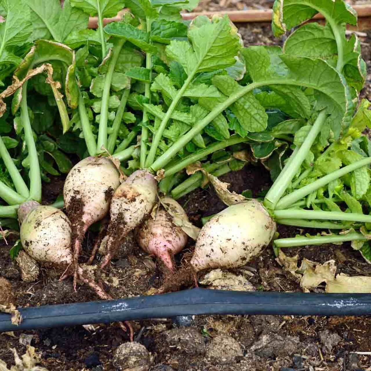 Seven Top Turnip - Greta's Family Gardens