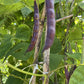 Shackamaxon Blue Bean - Greta's Family Gardens