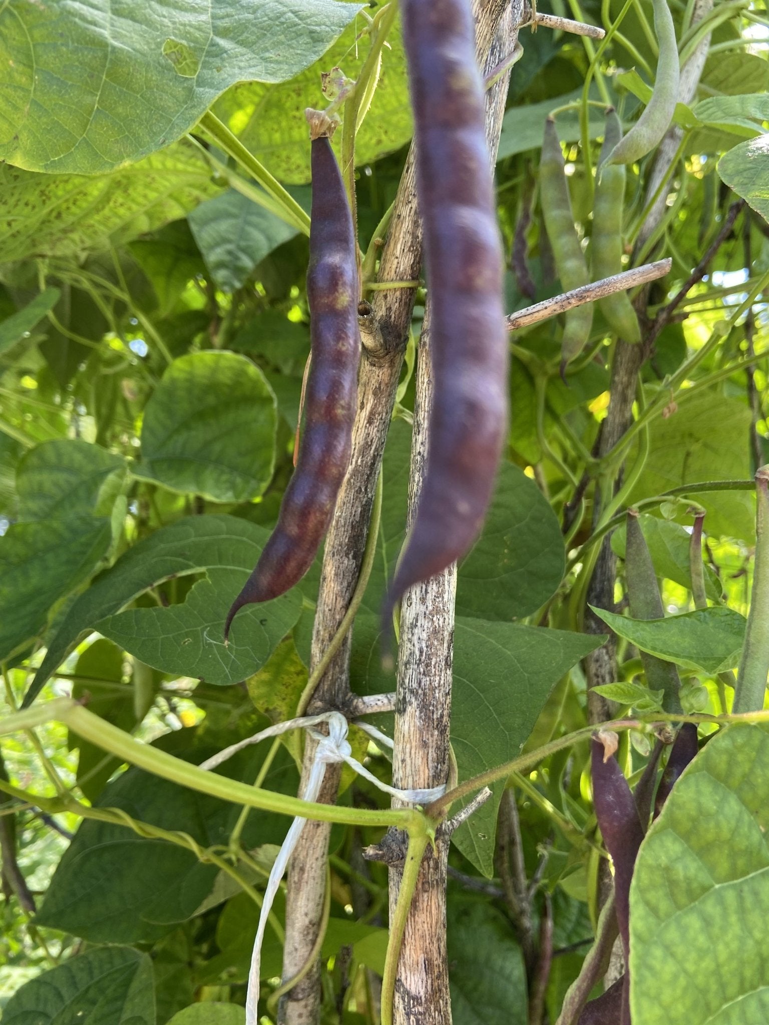 Shackamaxon Blue Bean - Greta's Family Gardens