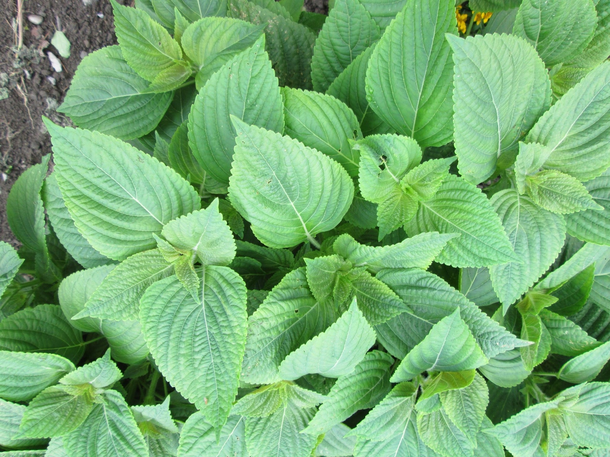 Shiso Korean - Greta's Family Gardens