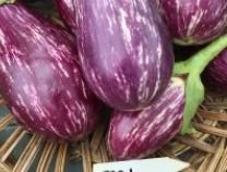 Shooting Star Eggplant - Greta's Family Gardens