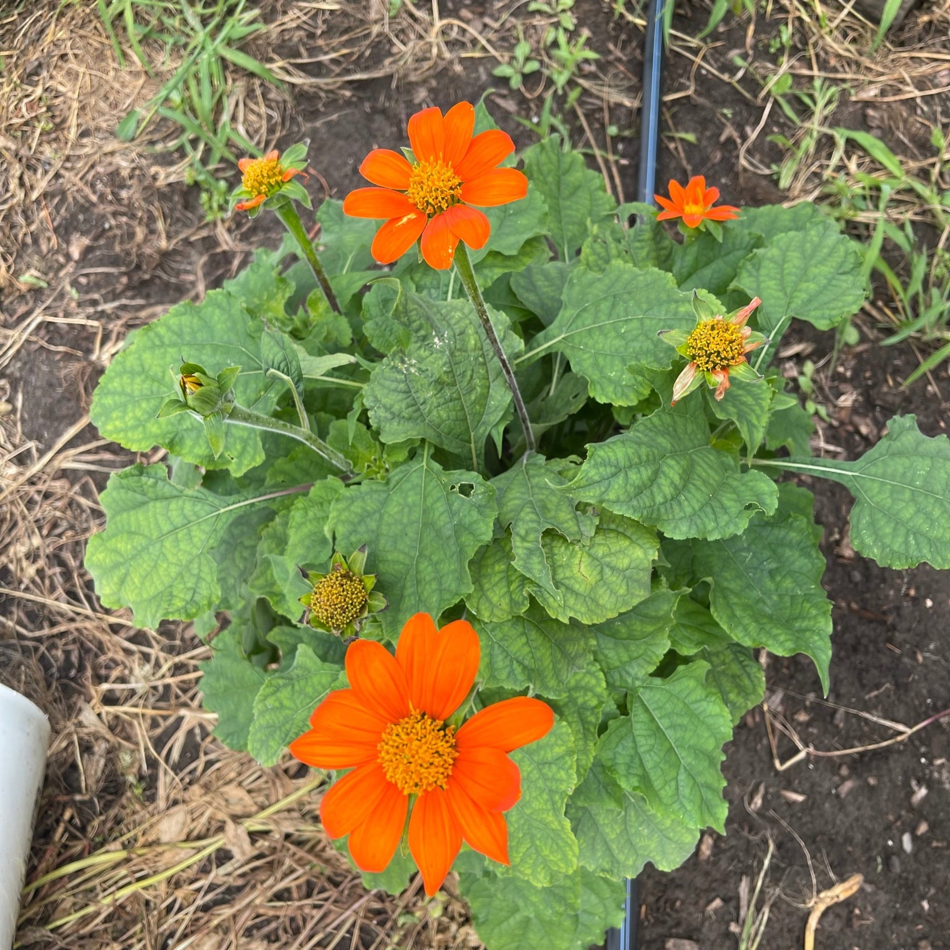 Short Mexican Sunflower - Greta's Family Gardens