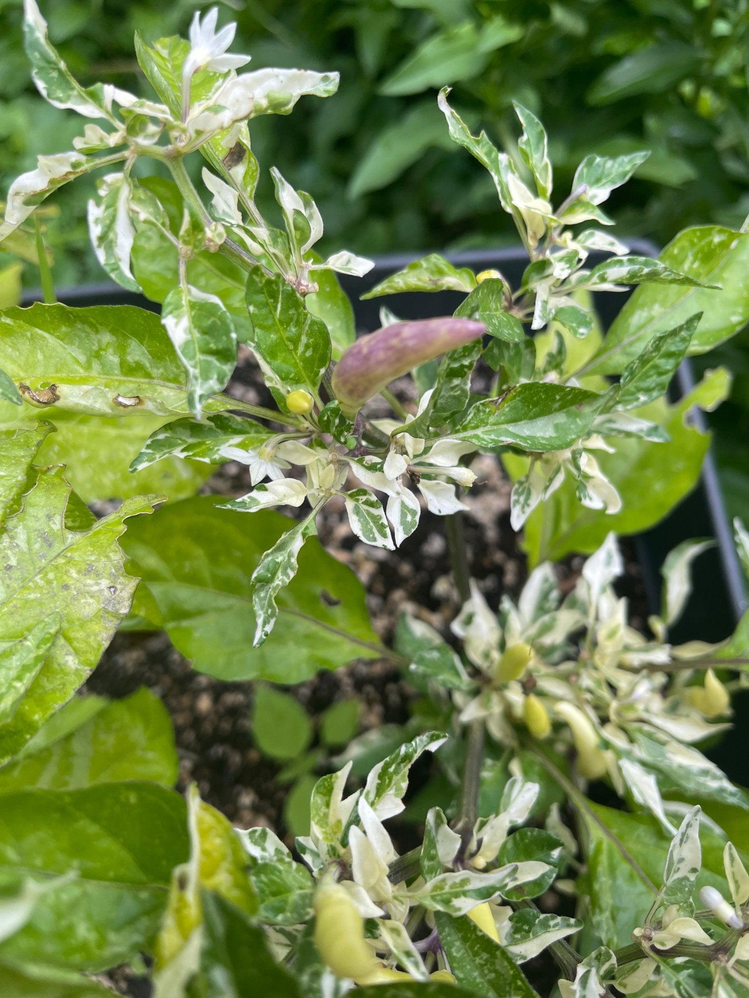 Shu Hot Pepper - Greta's Family Gardens