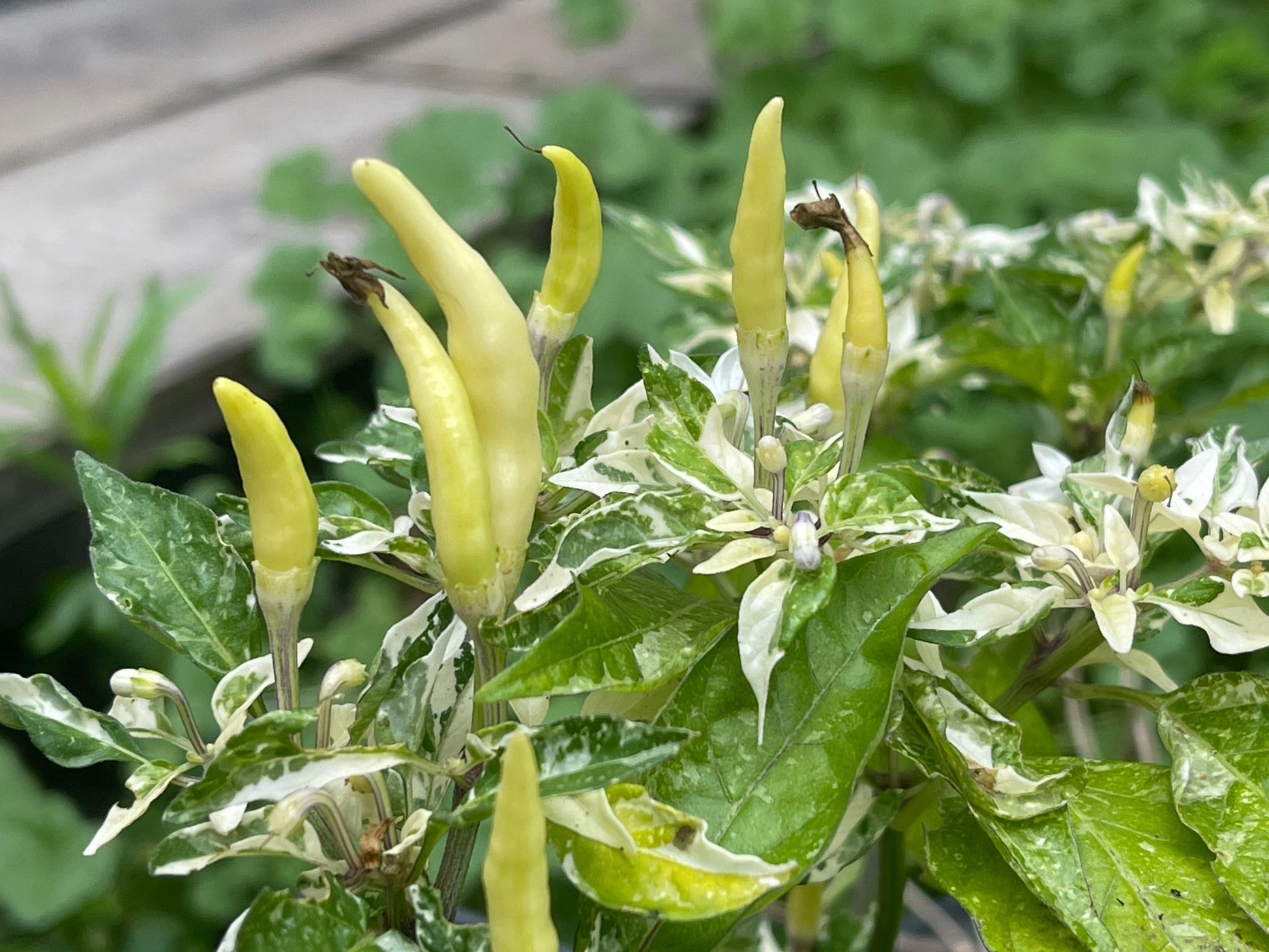 Shu Hot Pepper - Greta's Family Gardens