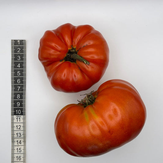 Sicilian Saucer Tomato - Greta's Family Gardens