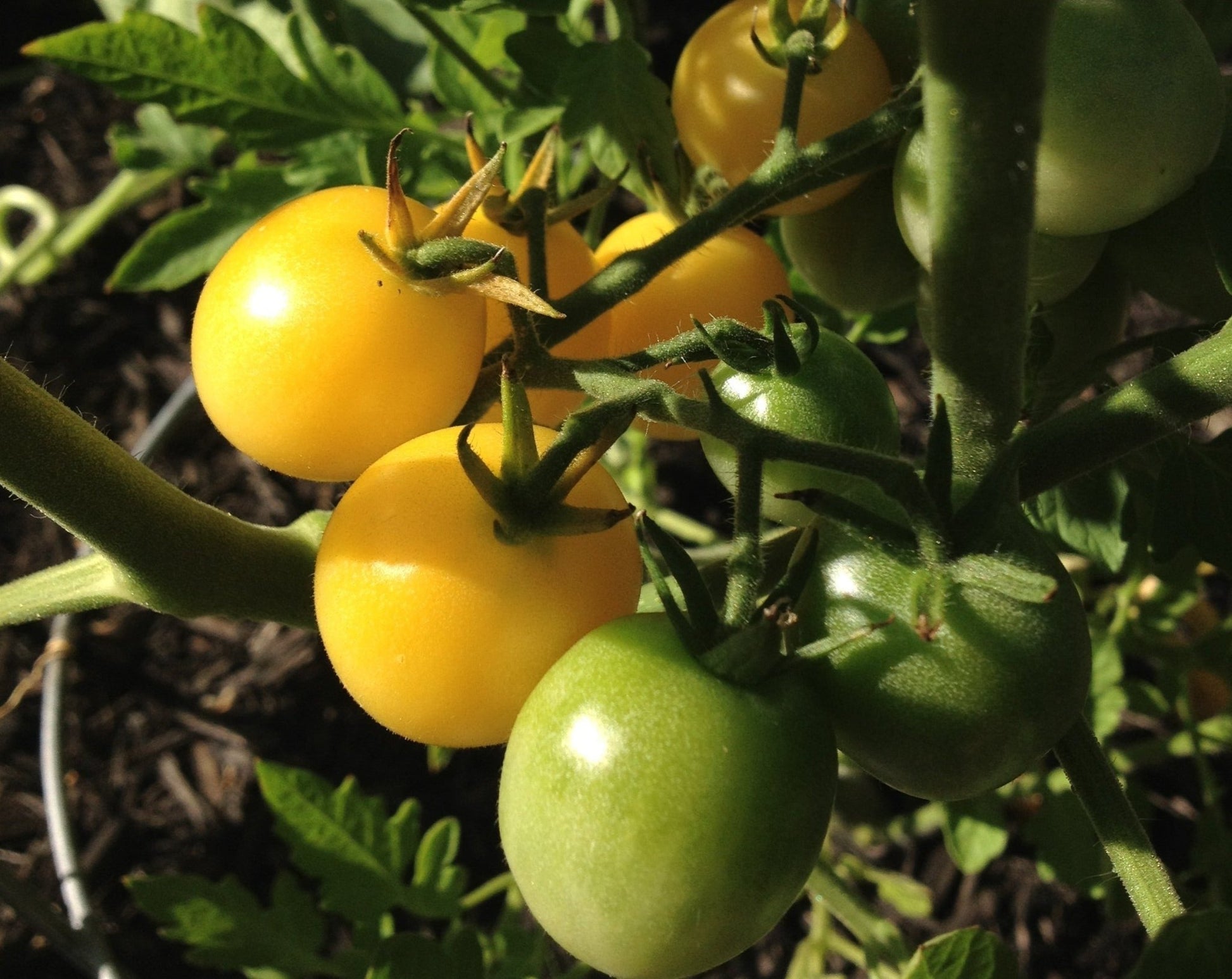 Snow White Tomato - Greta's Family Gardens