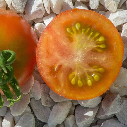 Stupice Tomato - Greta's Family Gardens