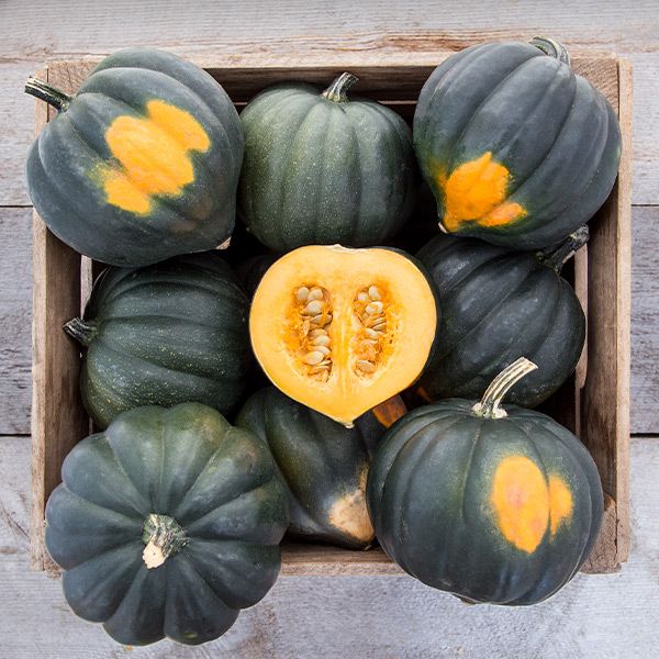 Sweet REBA Acorn Squash - Organic - Greta's Family Gardens