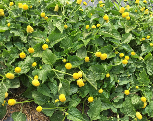 Szechuan buttons - Greta's Family Gardens