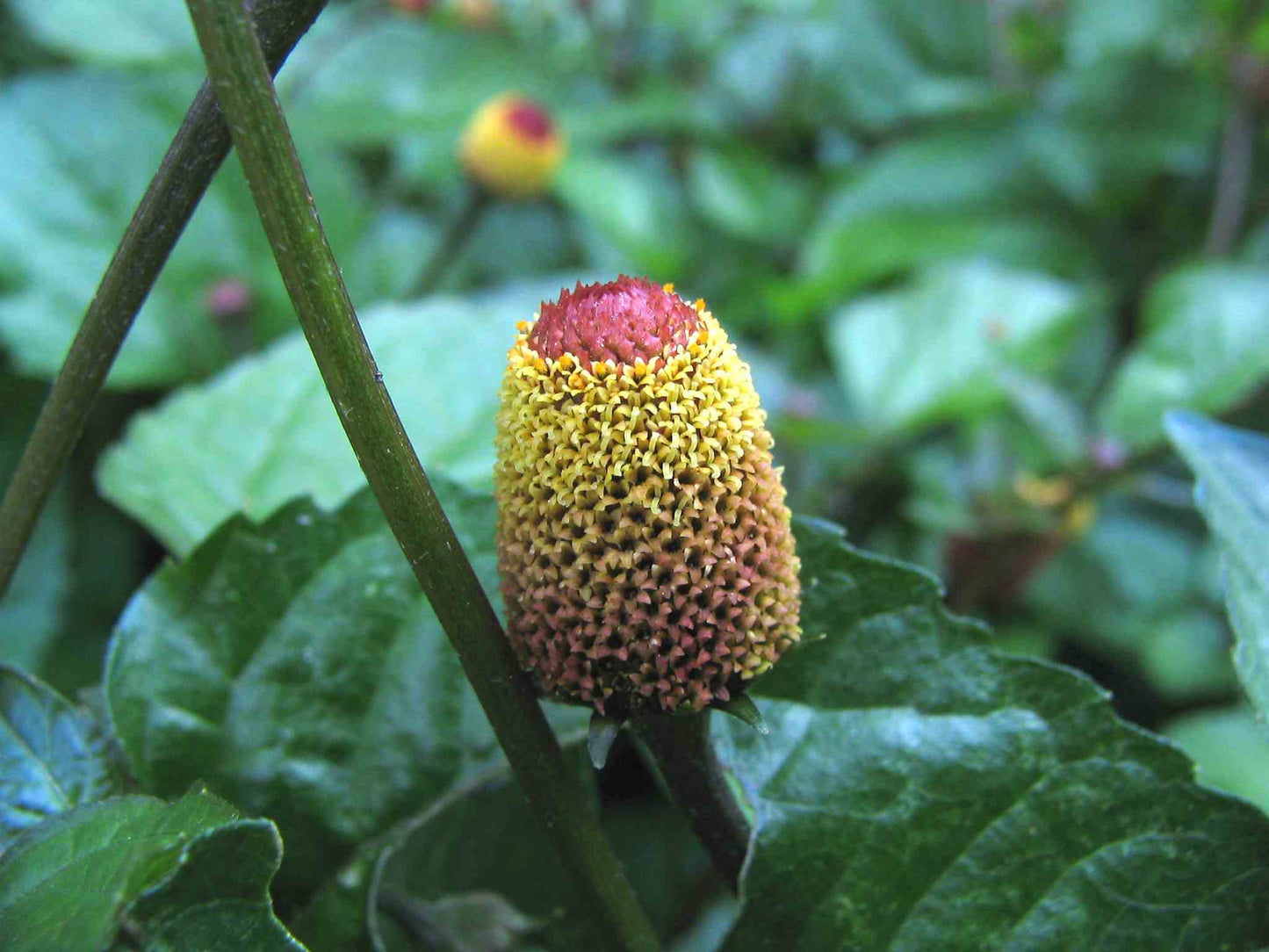 Szechuan buttons/eyeball - Greta's Family Gardens