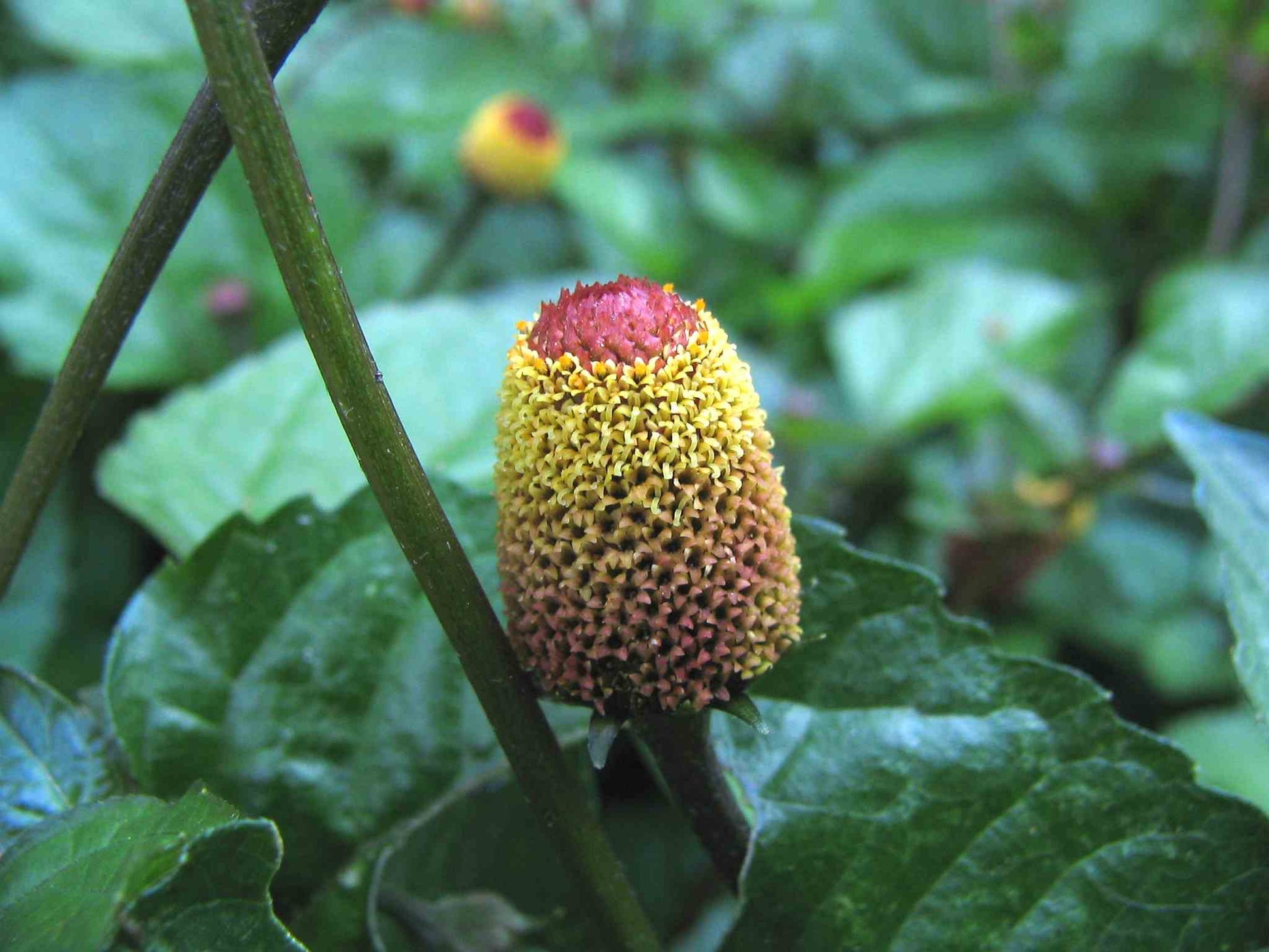 Szechuan buttons/eyeball - Greta's Family Gardens