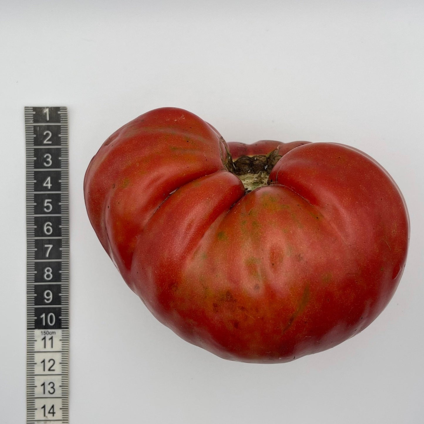 Tomato Giant Belgium - Greta's Family Gardens