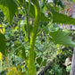 Trombetta di Albenga Squash - Greta's Family Gardens