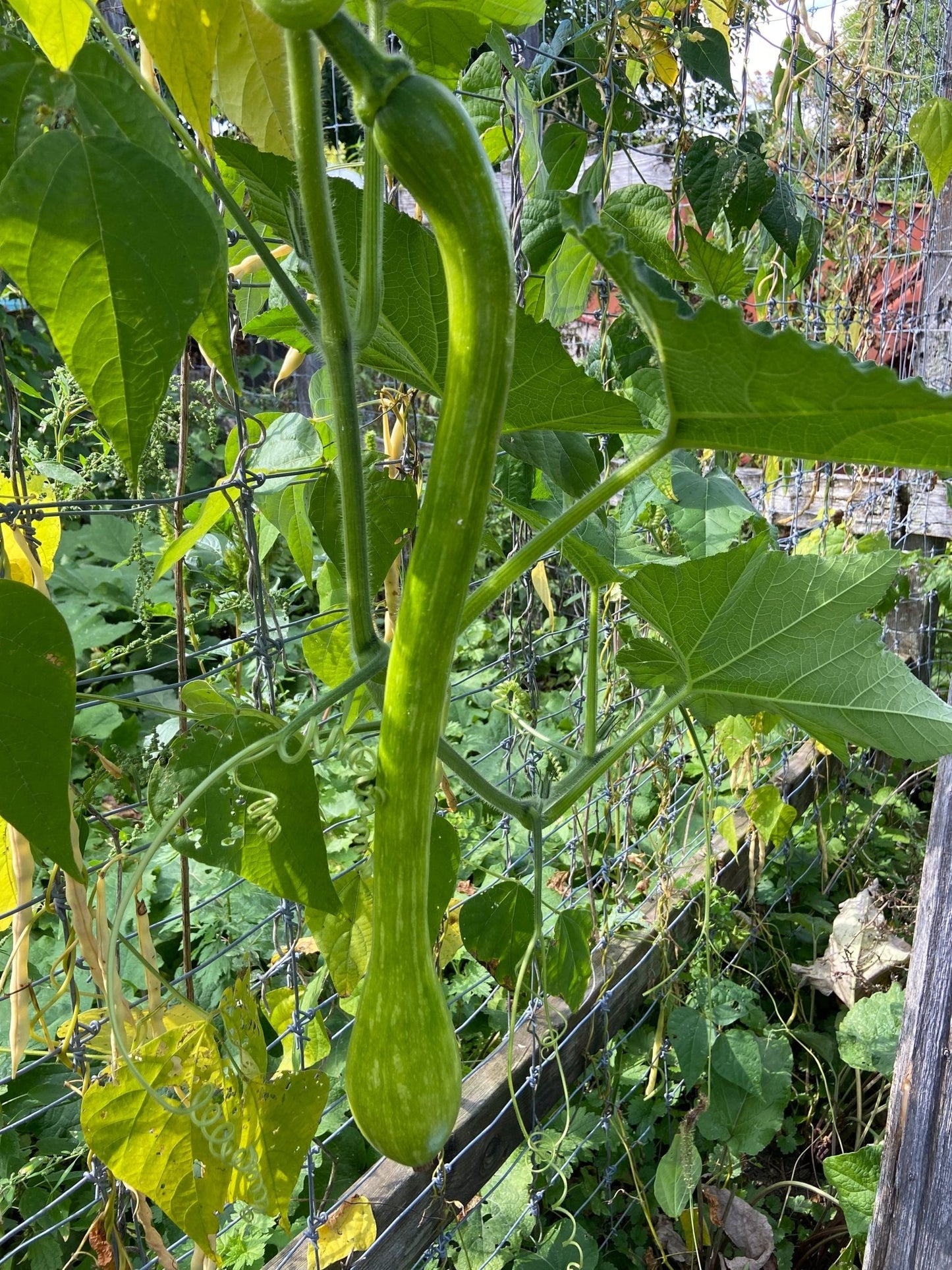 Trombetta di Albenga Squash - Greta's Family Gardens