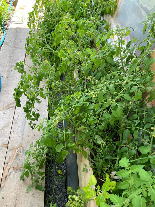 Tumbling Tom Pink Tomato - Greta's Family Gardens