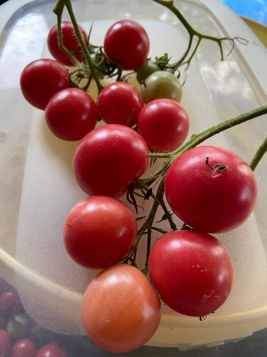 Tumbling Tom Pink Tomato - Greta's Family Gardens