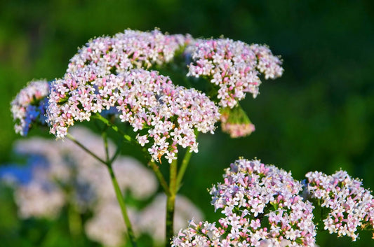 Valerian - Greta's Family Gardens