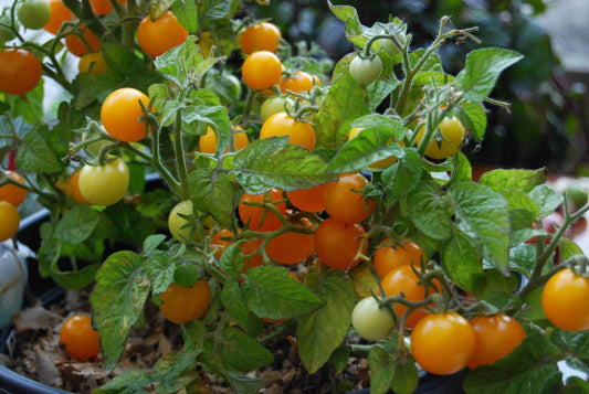 Venus Tomato - Greta's Family Gardens