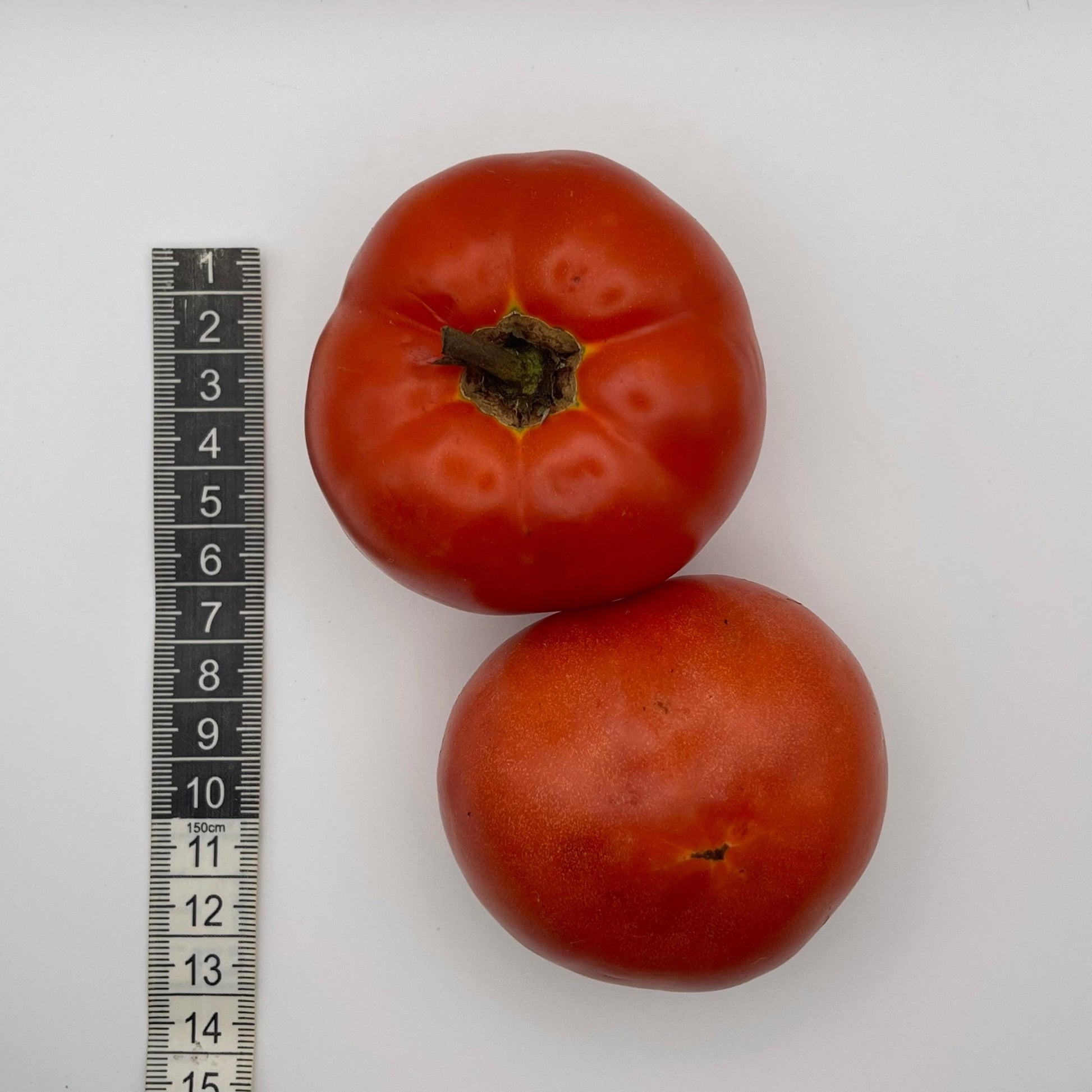 Wisconsin 55 Tomato - Greta's Family Gardens