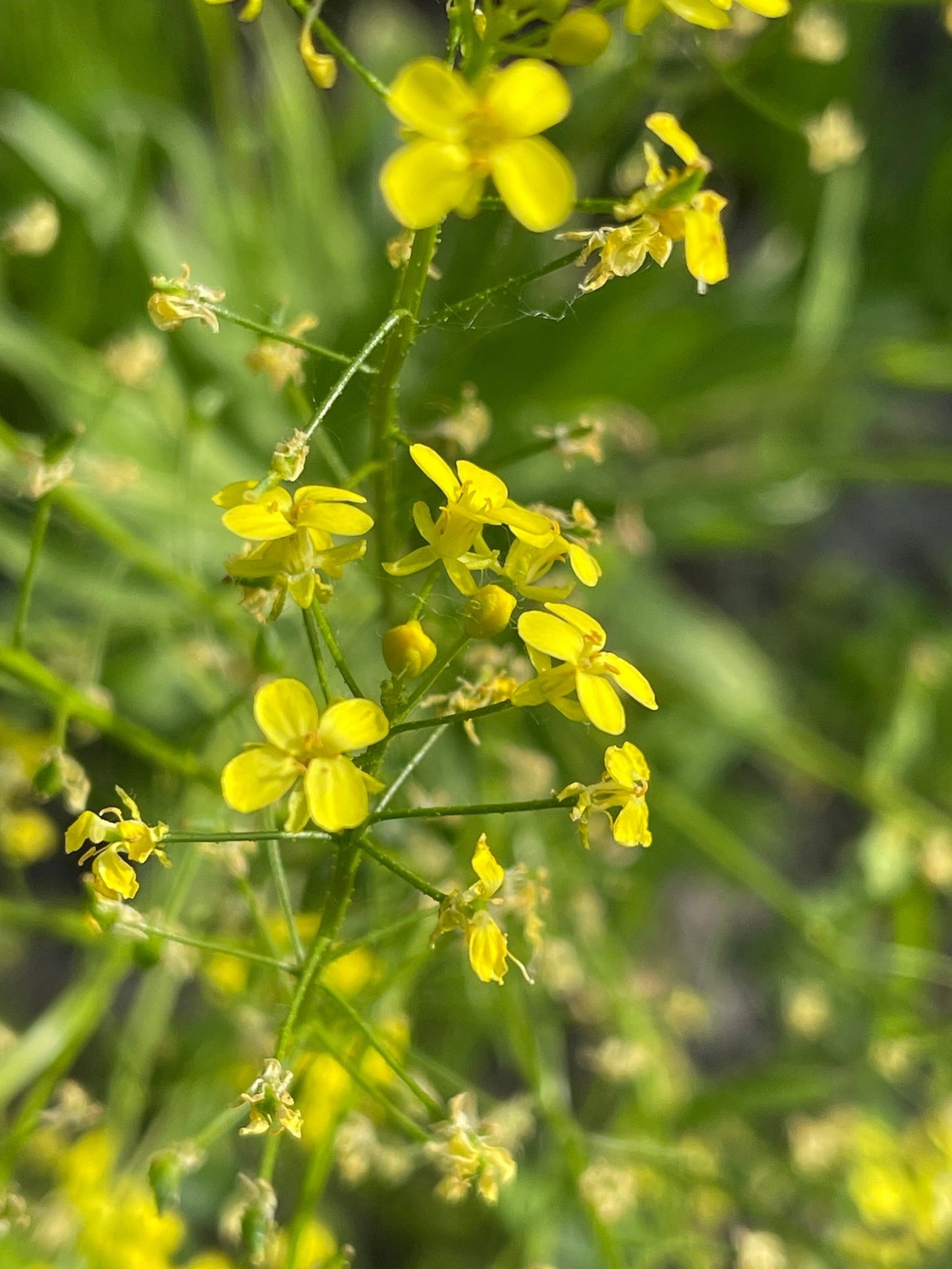 Woad - Greta's Family Gardens