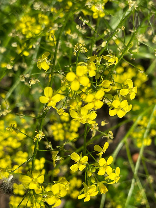 Woad - Greta's Family Gardens