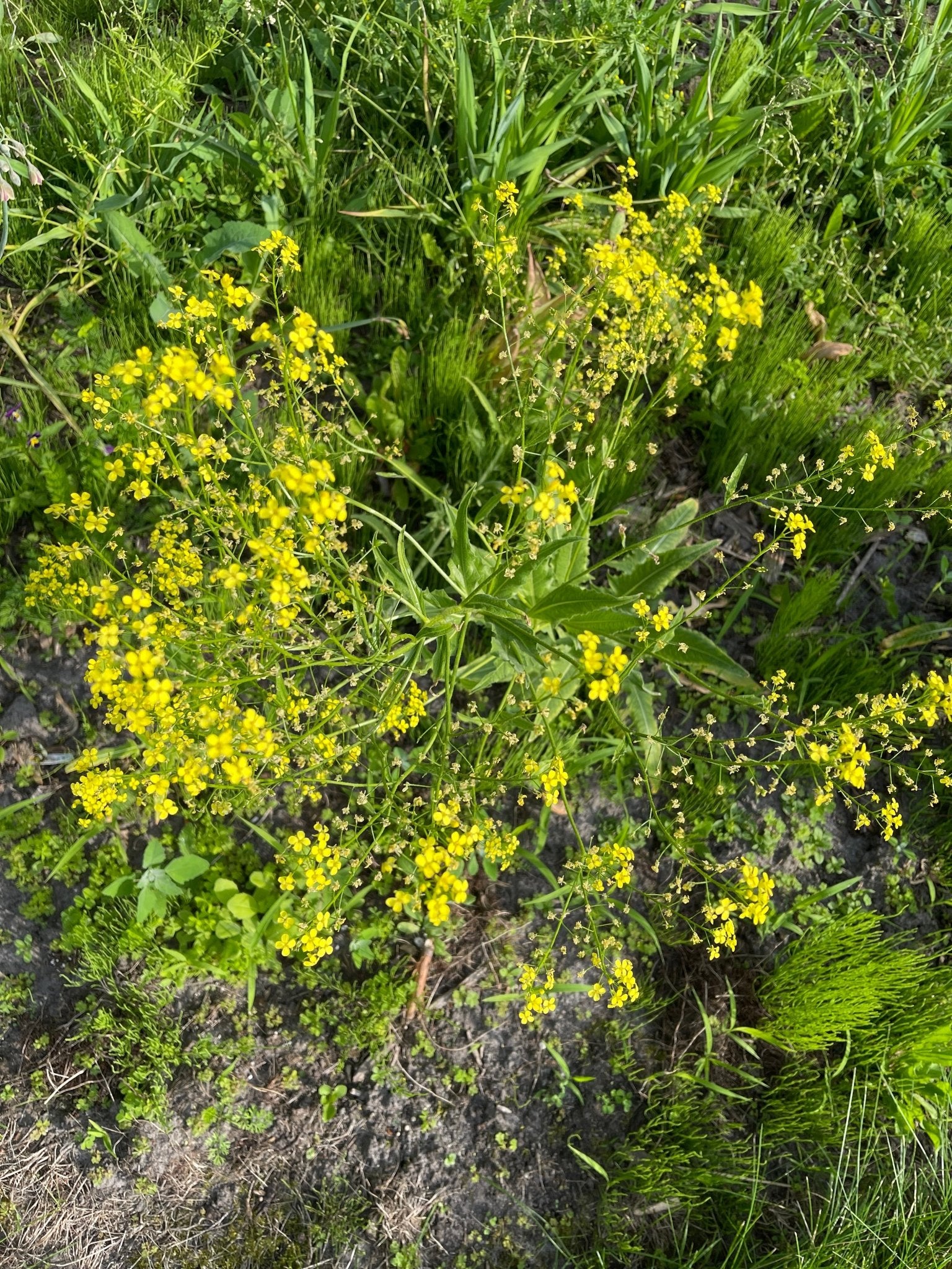 Woad - Greta's Family Gardens