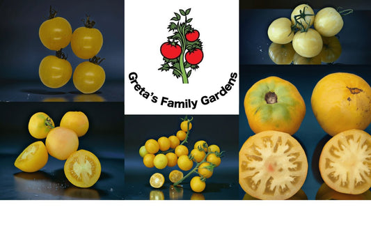 Yellow Tomato Collection - Organic - Greta's Family Gardens