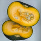 Zapallito del Tronco Squash - Greta's Family Gardens