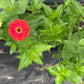 Zinnia Big Flowers Mix - Greta's Family Gardens