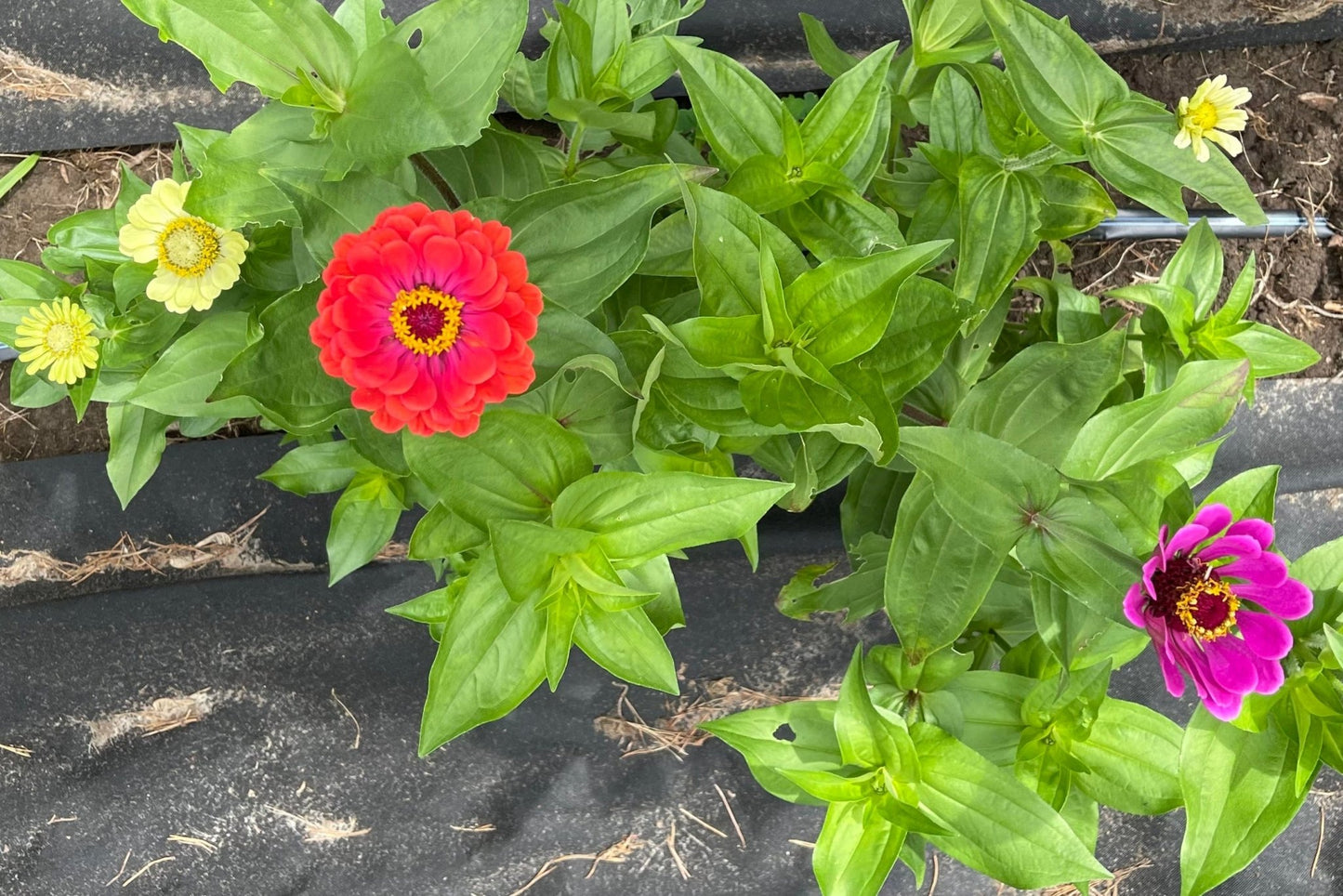 Zinnia Big Flowers Mix - Greta's Family Gardens