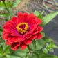 Zinnia Big Flowers Mix - Greta's Family Gardens