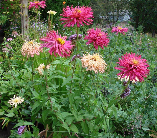 Zinnia, Cactus Flowered Mix - Organic - Greta's Family Gardens