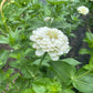 Zinnia White - Greta's Family Gardens