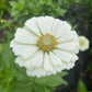 Zinnia White - Greta's Family Gardens