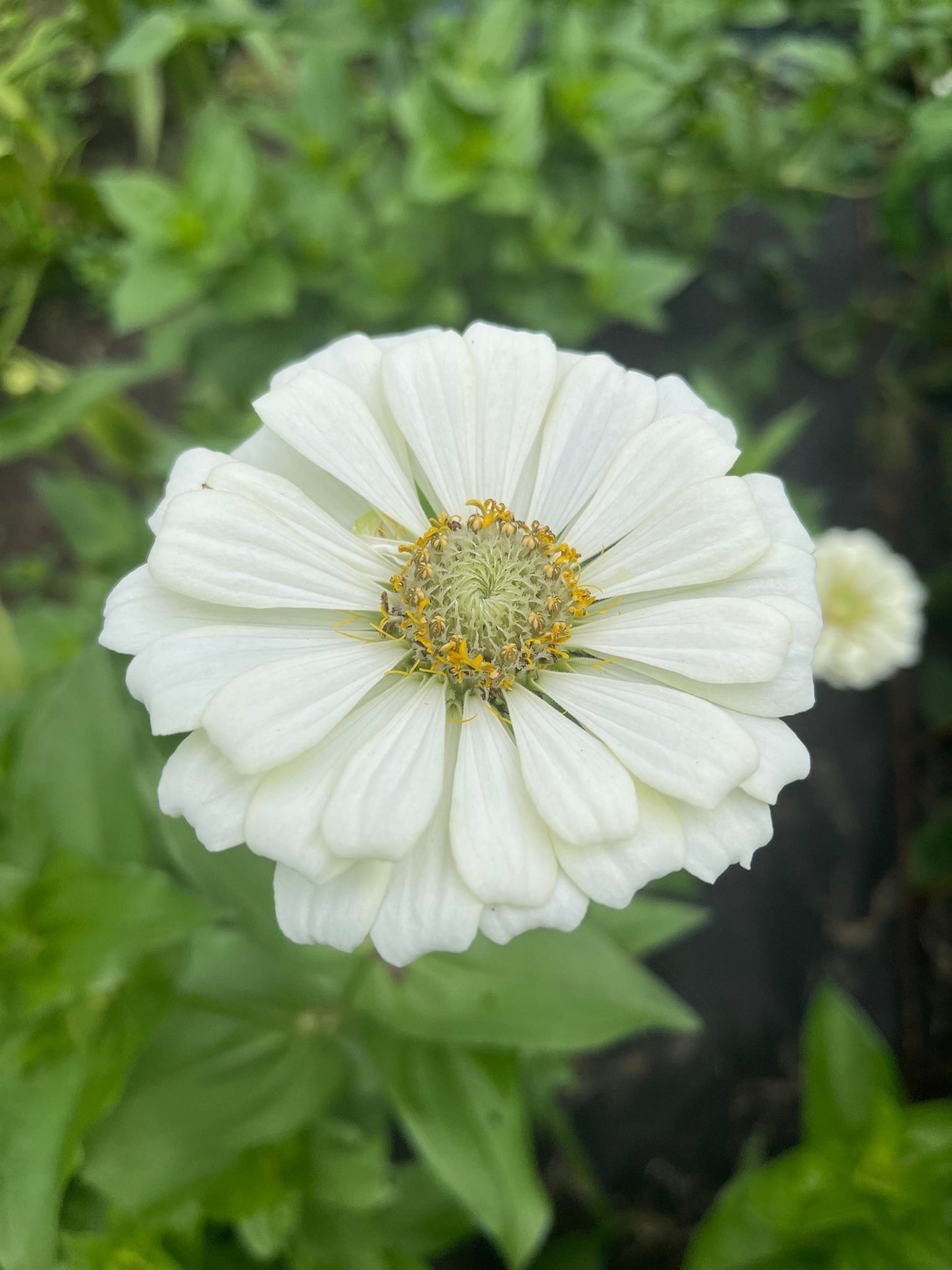 Zinnia White - Greta's Family Gardens