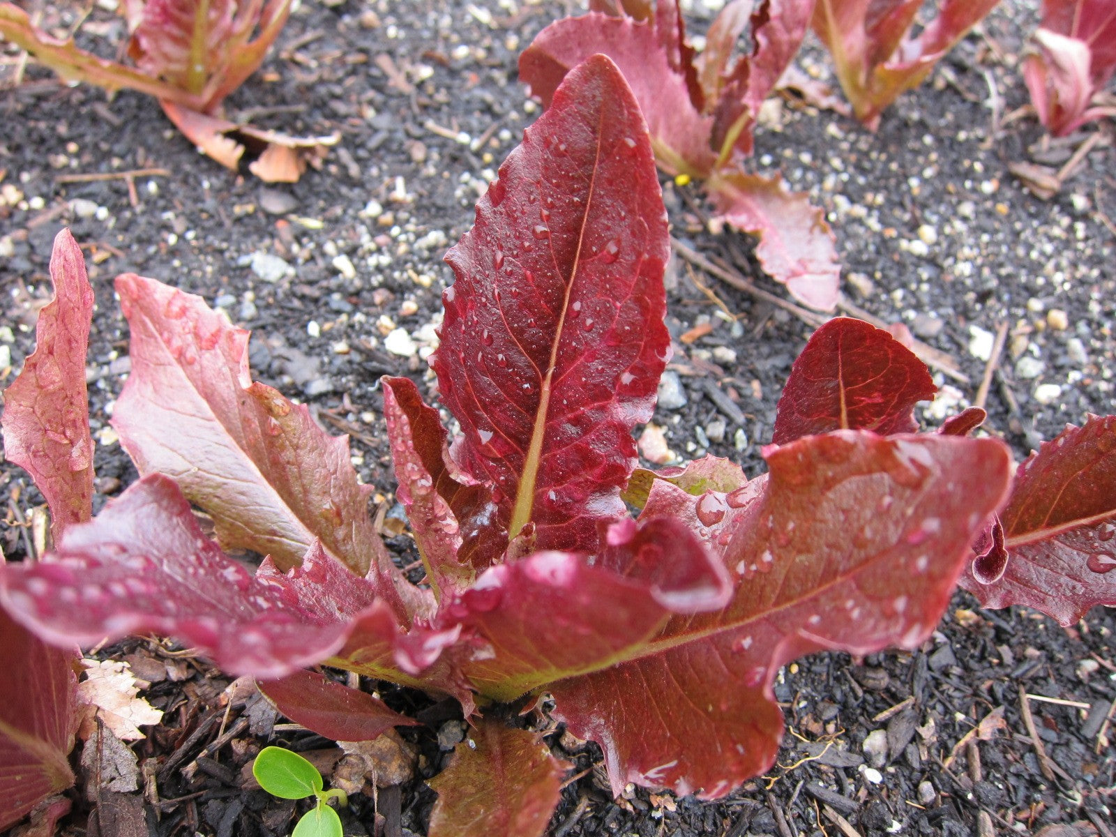 Red Deer Tongue Lettuce – Greta's Family Gardens