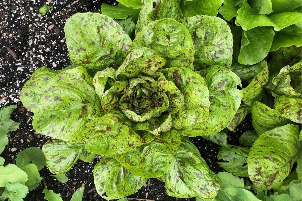 Freckles Lettuce Romaine- Organic – Greta's Family Gardens