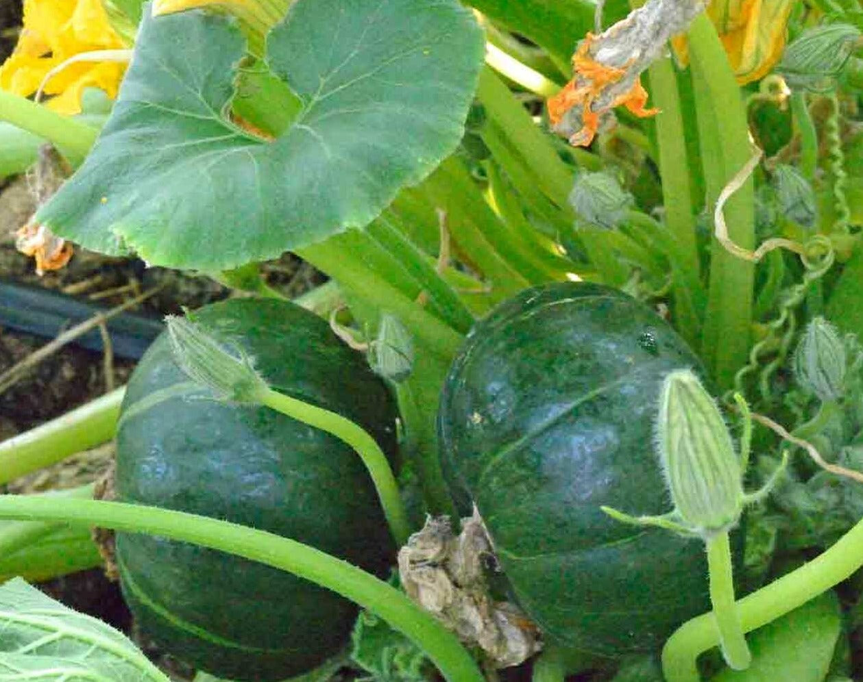 Zapallito del Tronco Squash