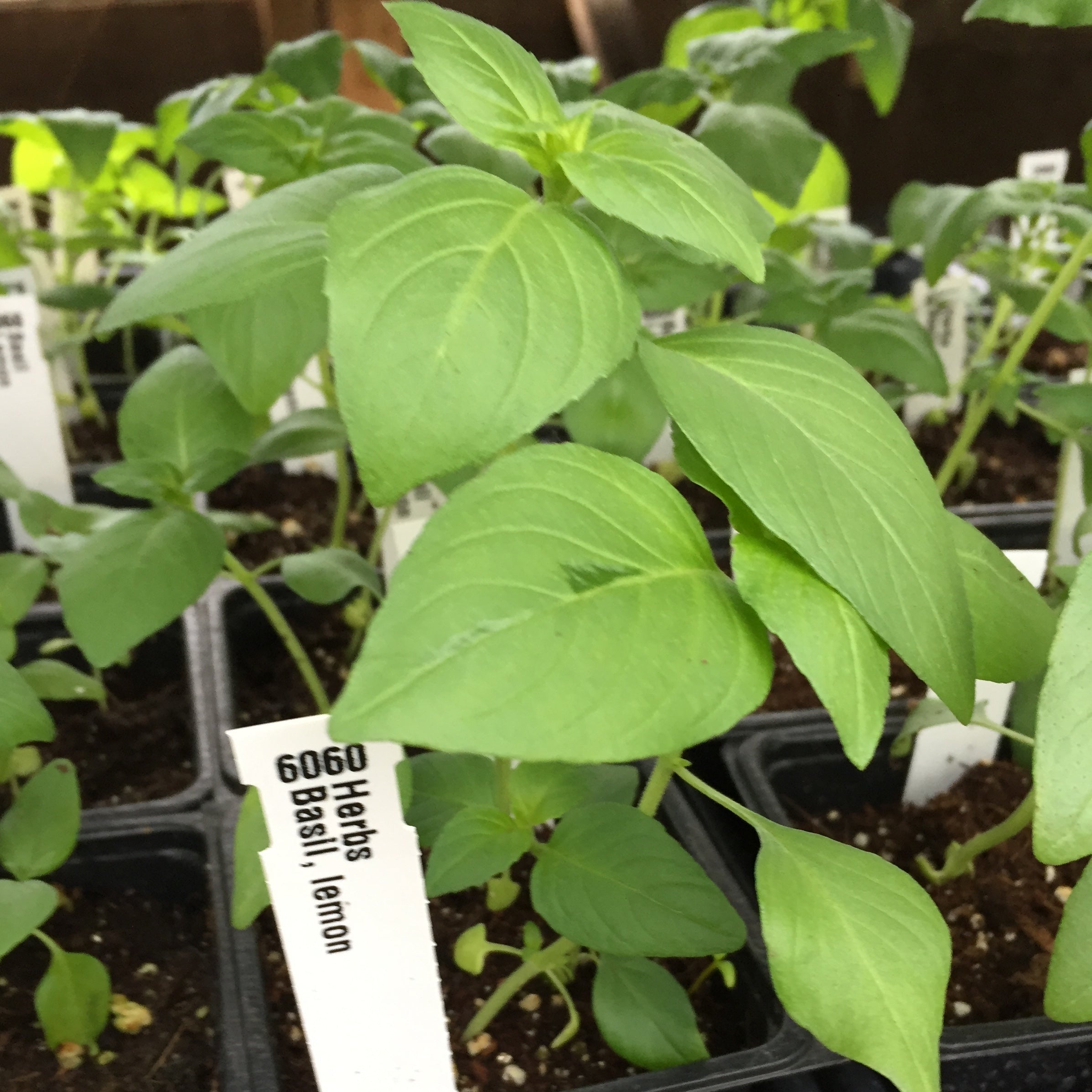 Basil Lemon Organic Greta s Family Gardens