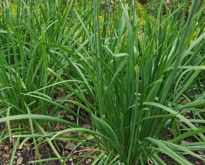 Chives- Organic – Greta's Family Gardens