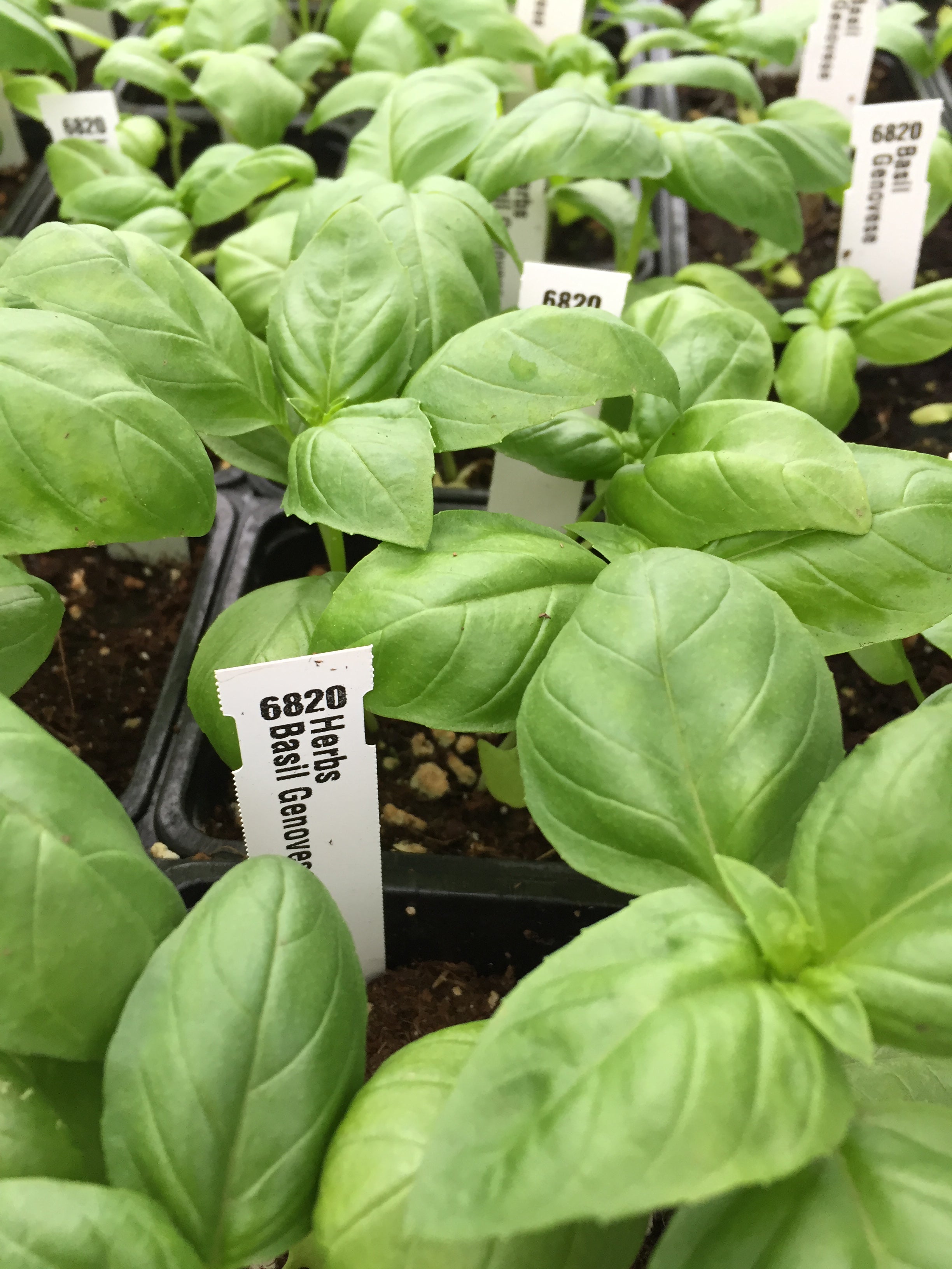 Basil Genovese Organic Greta s Family Gardens