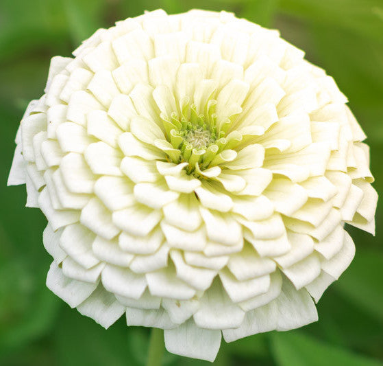 Benary's Giant White Zinnie Seed – Greta's Family Gardens