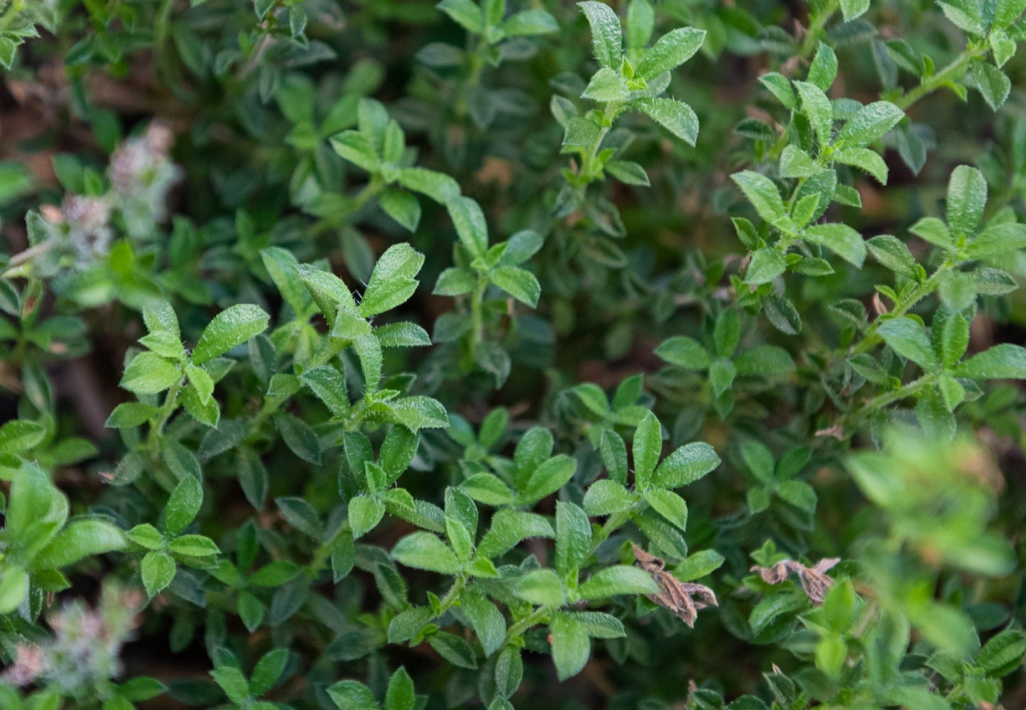 Acadian Summer Savory (Compact) - Greta's Family Gardens